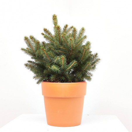 PICEA AZUL 
