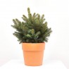 PICEA AZUL 