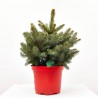 PICEA AZUL 