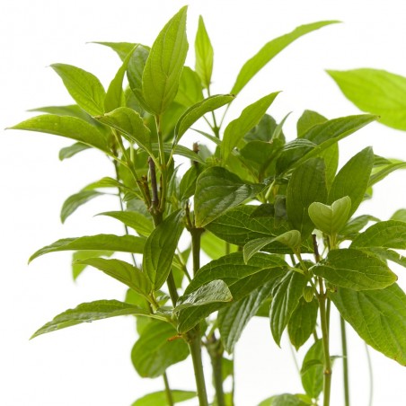 CORNUS MACETA 3 LITROS
