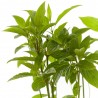 CORNUS MACETA 3 LITROS