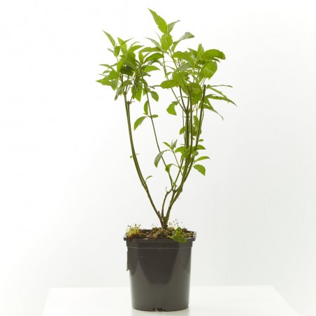 CORNUS MACETA 3 LITROS