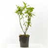 CORNUS MACETA 3 LITROS