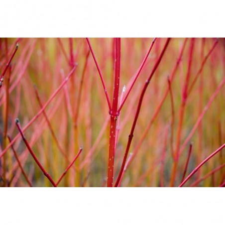 CORNUS MACETA 3 LITROS