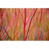 CORNUS MACETA 3 LITROS