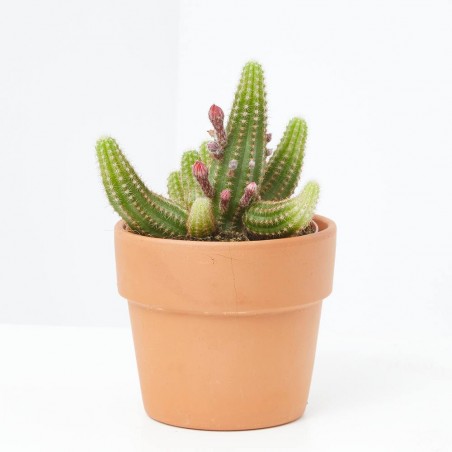 CHAMAELOBIVIA MACETA 14CM