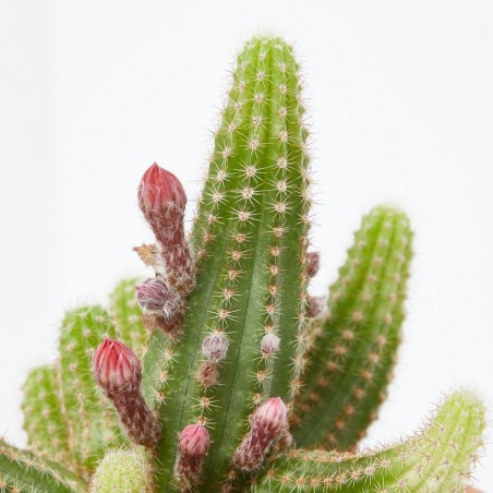 CHAMAELOBIVIA MACETA 14CM