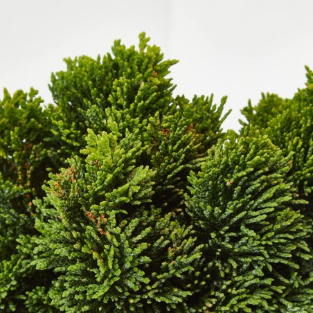 CHAMAECYPARIS OBTUSA NANA GRACILIS 