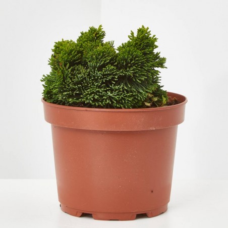 CHAMAECYPARIS OBTUSA NANA GRACILIS 