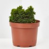 CHAMAECYPARIS OBTUSA NANA GRACILIS 