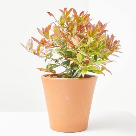 LEUCOTHOE 