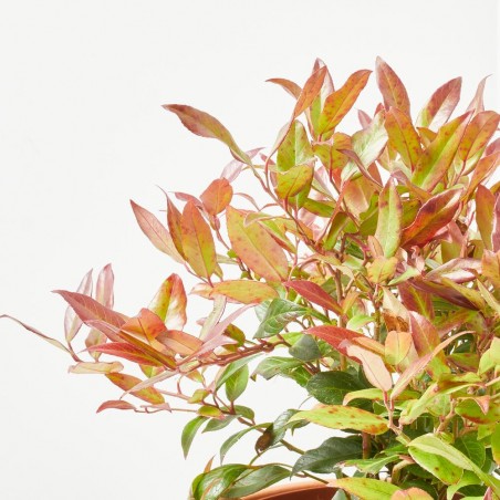 LEUCOTHOE 