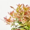 LEUCOTHOE 