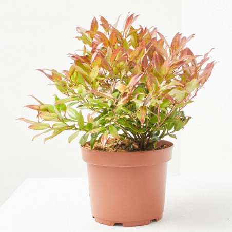 LEUCOTHOE 