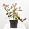 PHOTINIA