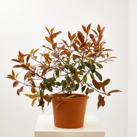PHOTINIA