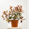PHOTINIA