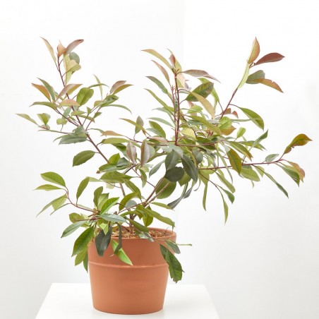 PHOTINIA