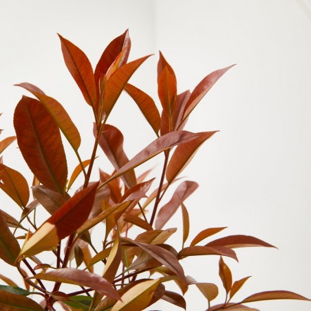 PHOTINIA