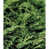 CIPRES HIBRIDO CUPRESSUS LEYLANDII