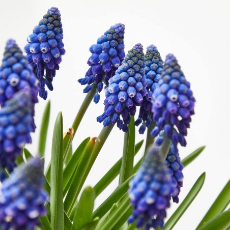 MUSCARI