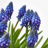 MUSCARI