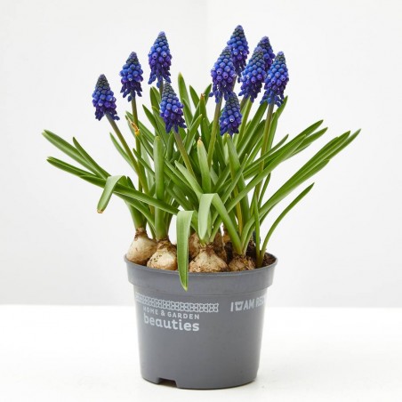 MUSCARI