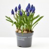 MUSCARI