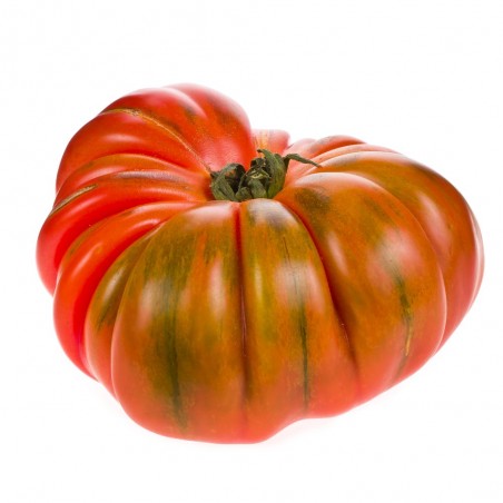TOMATE RAF EN MACETA