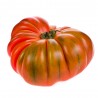 TOMATE RAF EN MACETA