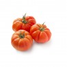 TOMATE MONTSERRAT EN MACETA