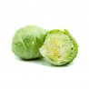 LECHUGA ICEBERG EN MACETA