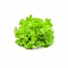 LECHUGA HOJA DE ROBLE EN MACETA