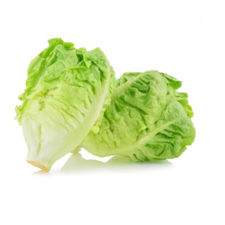 LECHUGA COGOLLO EN MACETA
