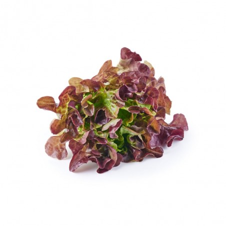 LECHUGA HOJA DE ROBLE ROJA EN PLANTA