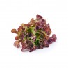 LECHUGA HOJA DE ROBLE ROJA EN PLANTA