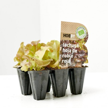 LECHUGA HOJA DE ROBLE ROJA EN PLANTA