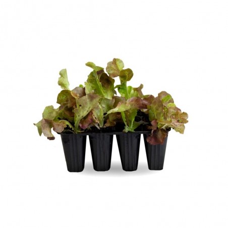 LECHUGA LOLLO ROSA EN MACETA