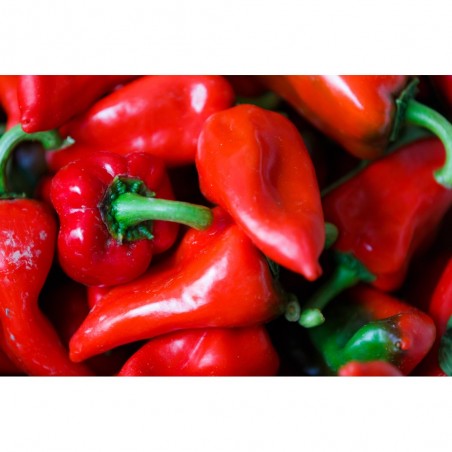 PIMIENTO PIQUILLO EN MACETA