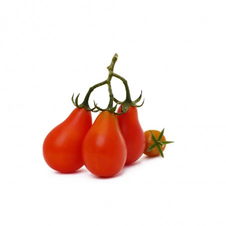 TOMATE PERA EN MACETA