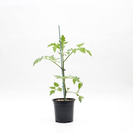 TOMATE PERA EN MACETA