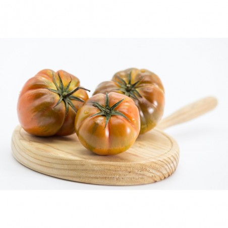 TOMATE MUCHAMIEL EN MACETA