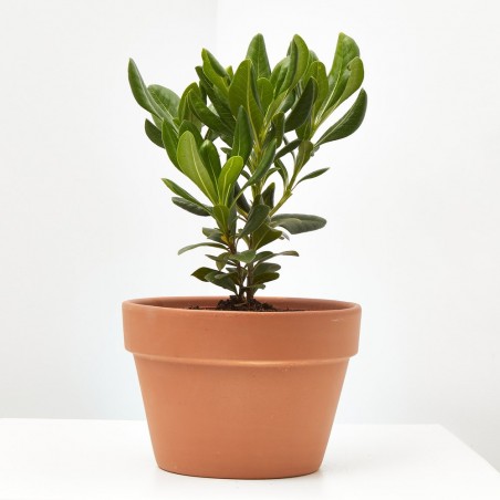 PITOSPORUM TOBIRA