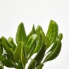 PITOSPORUM TOBIRA