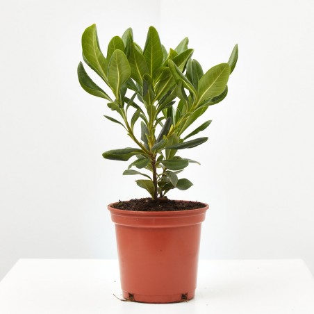 PITOSPORUM TOBIRA