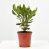 PITOSPORUM TOBIRA