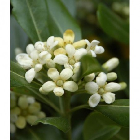 PITOSPORUM TOBIRA