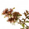 ABELIA