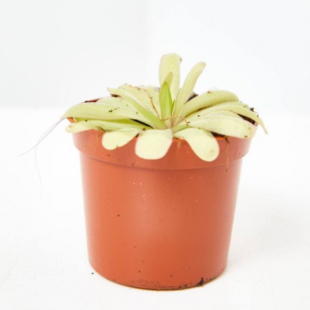 PLANTA CARNÍVORA
