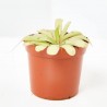 PLANTA CARNÍVORA